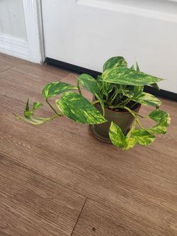 The Golden Pothos