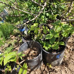 Small Raspberry Plants 