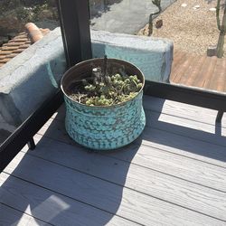 Pot with plant