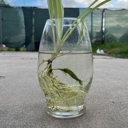 Spider Plant In Glass