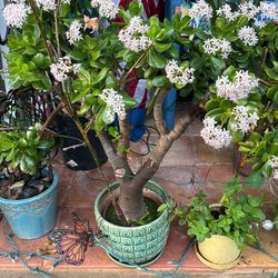 Large, Hearty, Crassula Jade Plant (Money tree)  - Potted