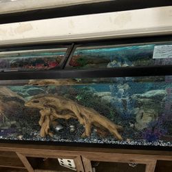75gal Glass Fish tank