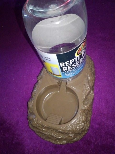 Lizards water dish