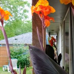 Gorgeous Orange Canna Lily Starts