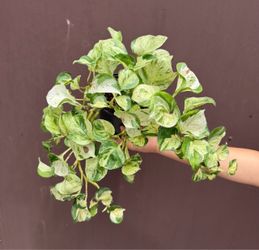 6” Manjula Pothos