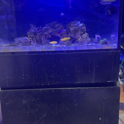 25 Gallon Lagoon fish Tank