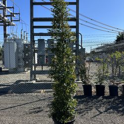 Eugenia Privacy Hedge