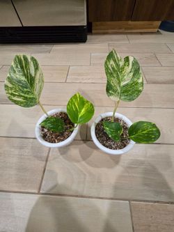 Hawaiian Pothos