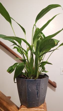 White Premium Sympathy Peace Lily - Indoor Plants