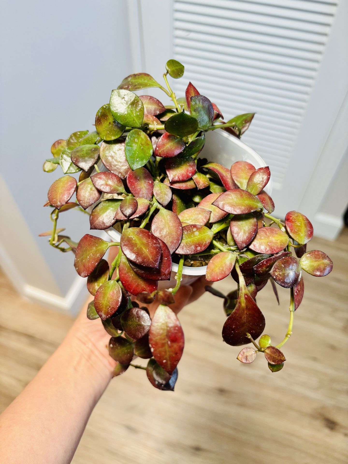 Hoya Lacunosa Fraser Hills