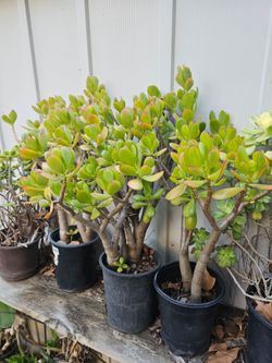 Plant With Pot over 10 years old $10 for each pot