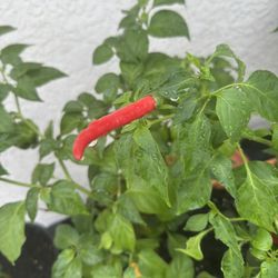 Hungarian Chili Pepper Plant Starters 