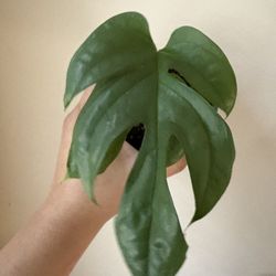 Amydrium Medium Silver (Spider-Man Monstera)