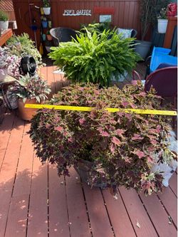 Huge coleus plant in wooden barrel