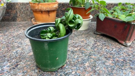 Hoya Compacta Hindu Rope Indoor Plant