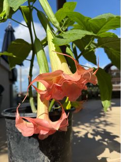 Double  Layers Pink Flower Angel Trumpet Plants