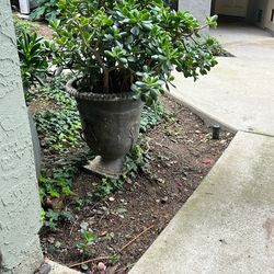 Two Mature Potted Plants.