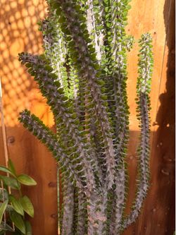 Large Ocotillo 6 feet