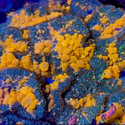 Decoration plastic Sunkist Bounce Mushroom. OG LED Radion 