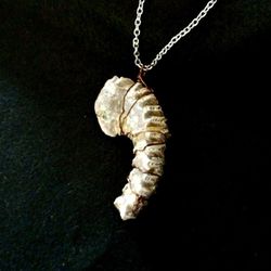 NEW JEWELRY FOSSIL CRYTOCERAS NATILOID, SABER TOOTH FISH FANG, ACROPHYSETER NECKLACES!