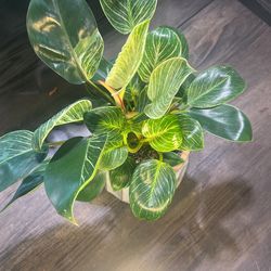 Philodendron Birkin