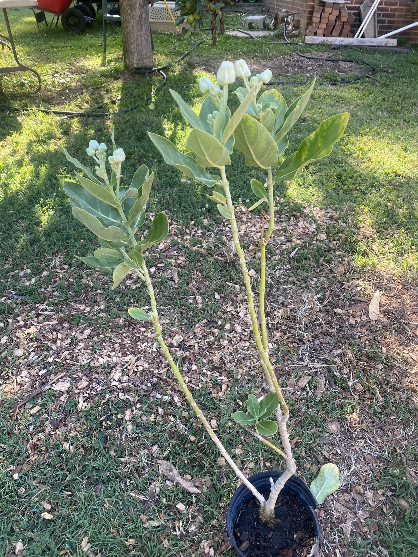Giant Milkweed/ Calotropis gigantea, the crown flower 1-big plant(30 inches + blooming now