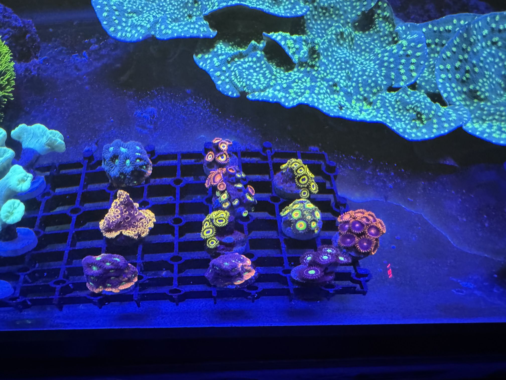 Fish Tank Decorations 