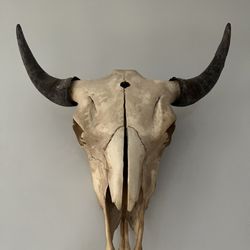 Authentic Bison Head