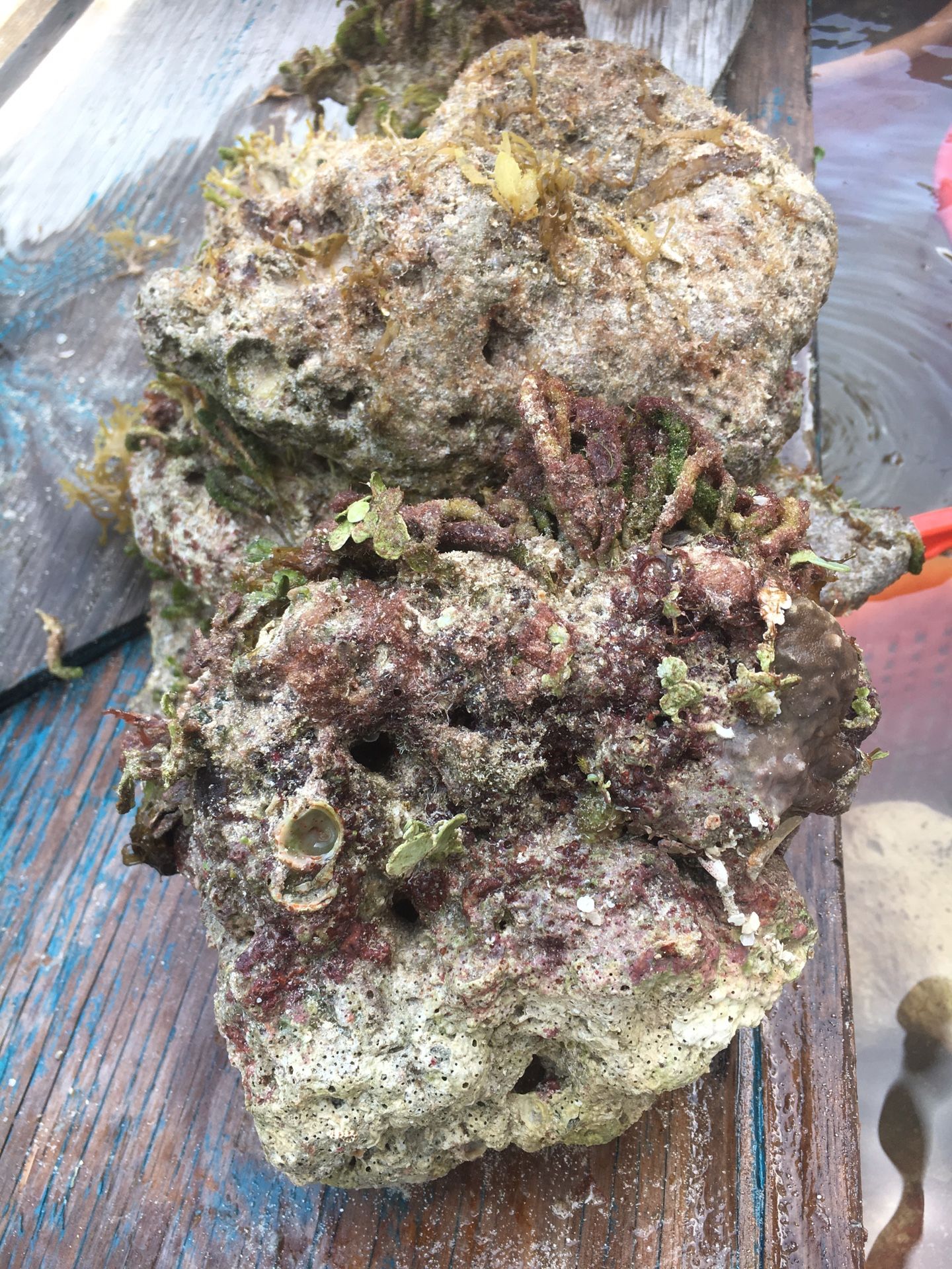 Aquacultured of live rock for sale!!! Looks Amazing!!!