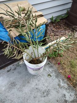 PLANTS - Mother Of A Thousand Babies 