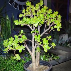 XL Sunset Jade Plant - 32" in. Tall w/ Multiple Thick Bonsai Trunks! 🌱