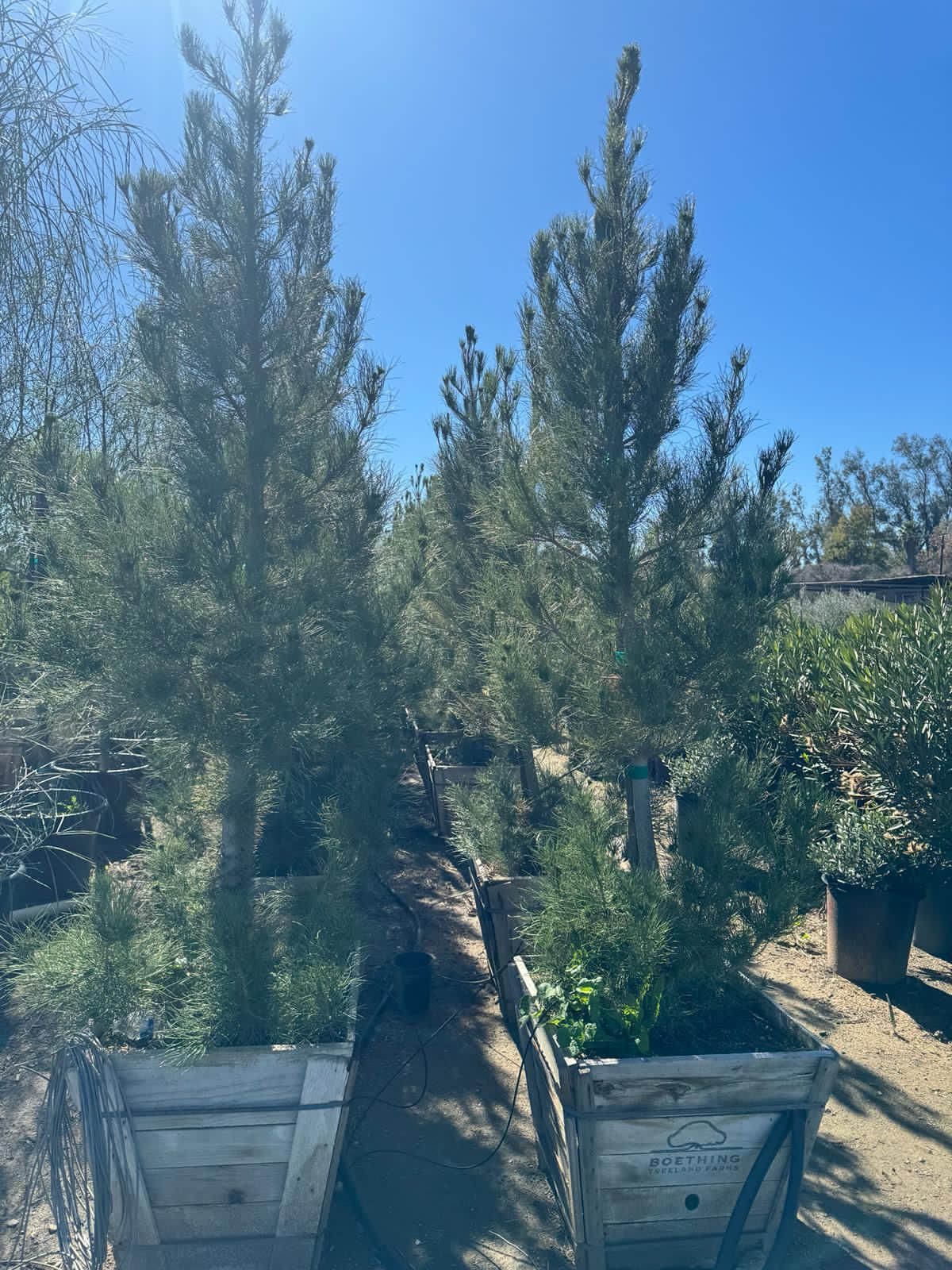 Alderica Pine Tree 24gallon