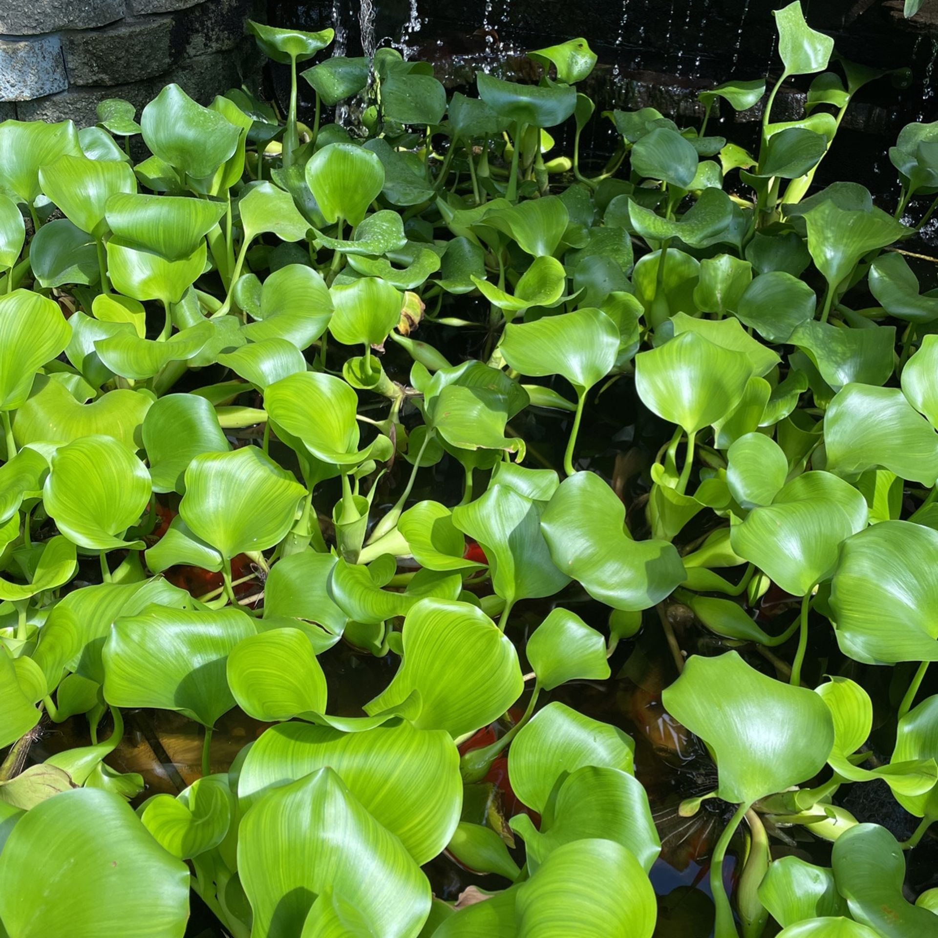 Large Pond Plants