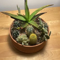 Lush Succulent Garden 