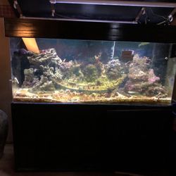125 Gal Fish Tank (Saltwater)