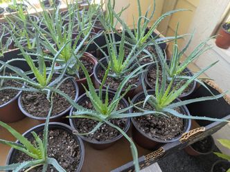 Rare Hedgehog Aloe Plants in 6inch Planter