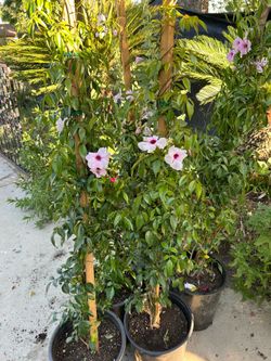 Pondarea 5 gallon pot 20$ each