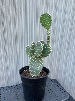 Bunny Ear Cactus
