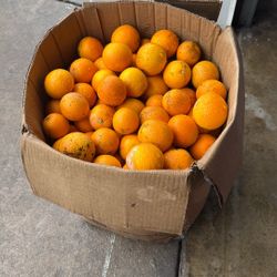 FREE ORANGES 