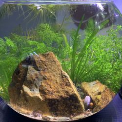 Established Aquarium Bowl With Plants