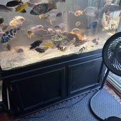 FISH TANK SET UP 120 Gallons - Only