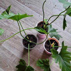 LIVE Split Leaf Philodendron Starter Plant 4”pot Indoor Outdoor Houseplant 