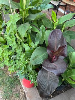 A great reason to buy today some plants