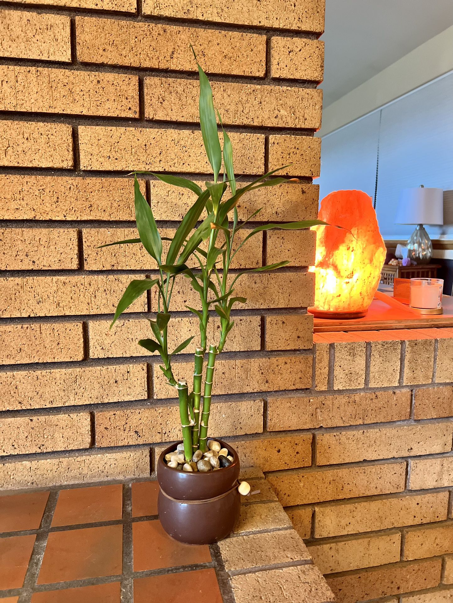 Bamboo Plant 🌱 Very Good Condition 