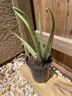 Aloe Vera Plant 