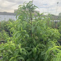 Fruiting Citrus, Peaches, Pears, Apples, Plums 