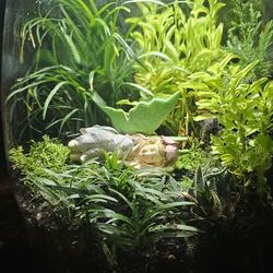 Terrarium