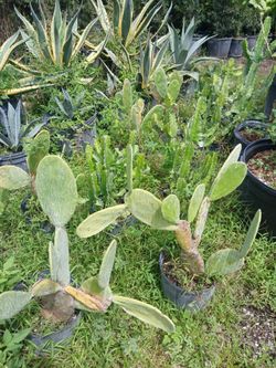 Cactus sale! From $15