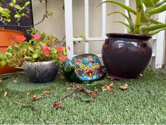 Potted plants