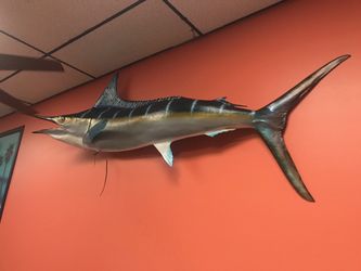 Striped marlin